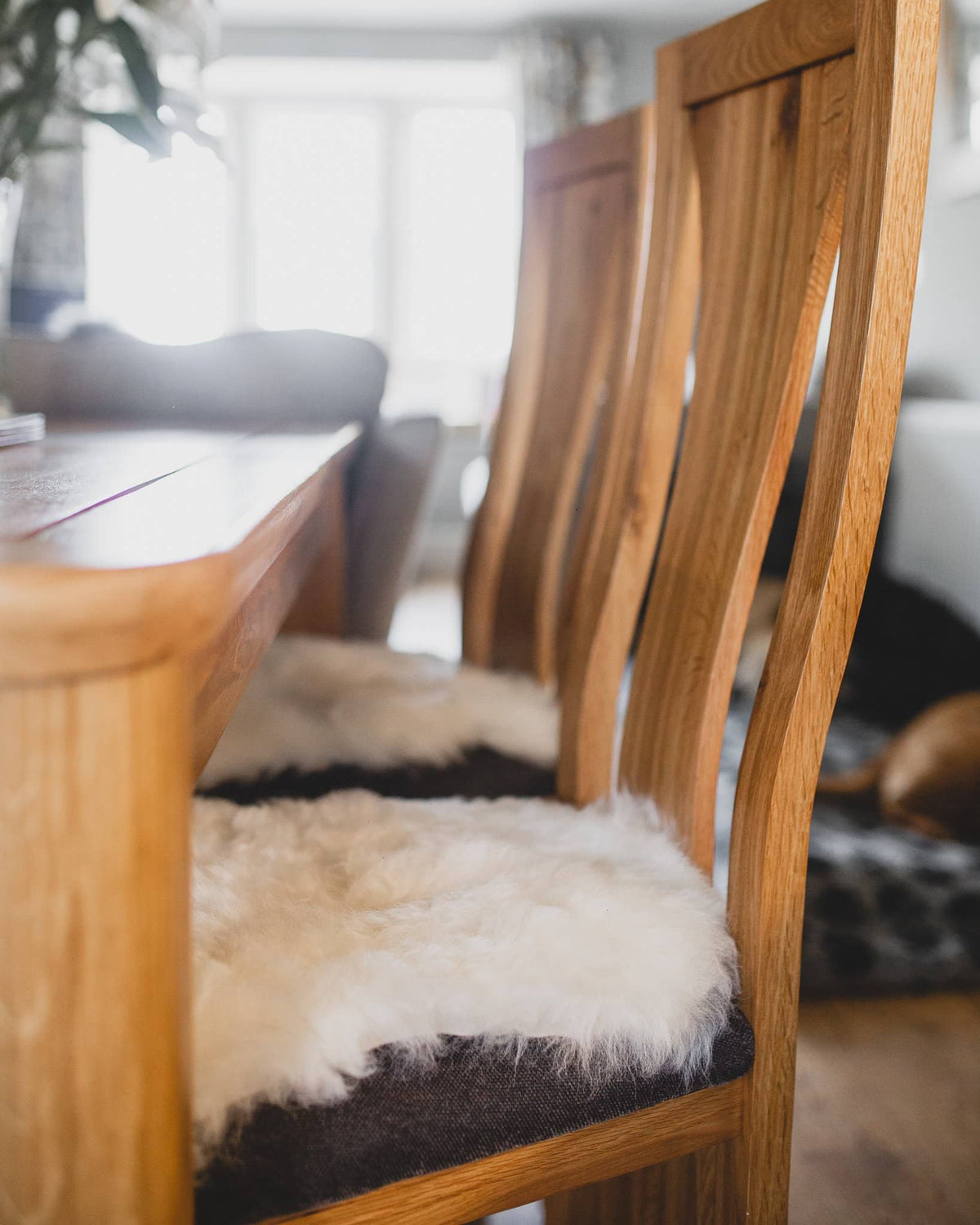 Nordvek Icelandic sheepskin chair cover 9020-100 group on wooden floor